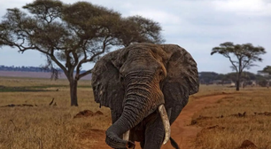 Colocaram um GPS em um elefante para ver onde ele estava indo; 2 anos depois, ele desenhou um mapa que surpreendeu os cientistas