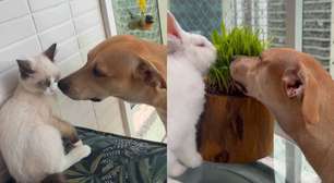 Dom de mãe: caramela Joy emociona a web ao acolher animais resgatados no RJ