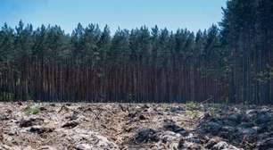 Patrimônio natural ameaçado: conheça árvores brasileiras que correm risco de desaparecer