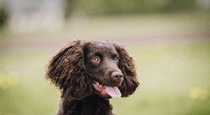 Cão d'água americano: conheça as características do cachorro dessa raça