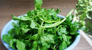 O vegetal esquecido que é um dos mais saudáveis do mundo e custa pouco na feira