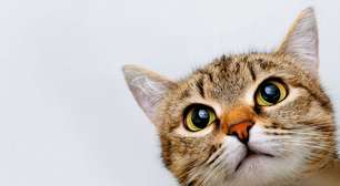 Gato mudou o comportamento? Veterinária revela sinais que merecem atenção