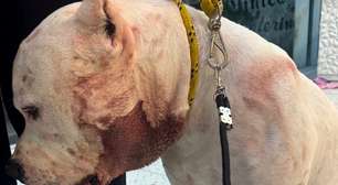 Ragnar pit bull: o herói que lutou contra uma onça para salvar sua família