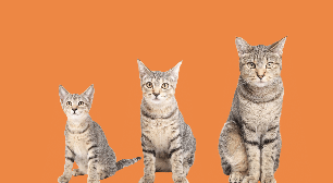 Idade do gato: saiba em qual fase da vida está o seu pet