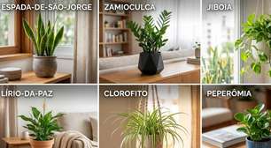 Quer mais bem-estar em casa? 12 plantas fáceis de cuidar para ter no apartamento
