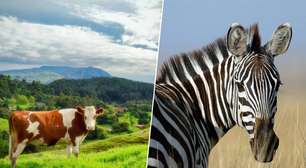 Cientistas pintaram vacas pretas com listras brancas para repelir pragas e descobriram que o padrão zebrado é um repelente natural
