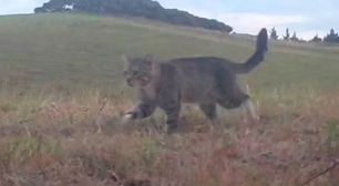 Gato selvagem que matou dezenas de aves raras é capturado após 3 anos de perseguição