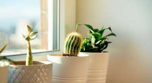 Luz direta, difusa ou meia-sombra? Entenda como escolher o lugar ideal para cada planta