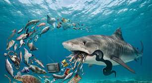 Cientistas abrem o estômago do tubarão mais temido do mundo e descobrem que sua dieta extrema ajuda a salvar os oceanos