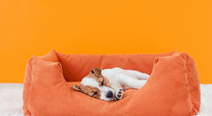 6 dicas para acostumar o filhote a dormir na caminha dele