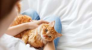 Adotar um gato: benefícios, cuidados e responsabilidades