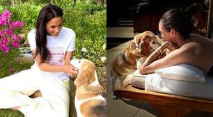 Meghan Markle e Príncipe Harry salvaram cachorra de criadouro ilegal; veja história