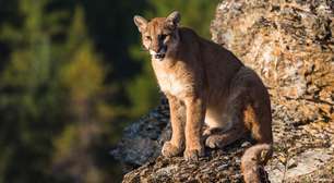 Pumas tornam estradas mais seguras ao afastar cervos das rodovias, diz estudo