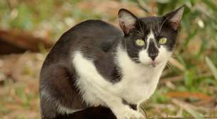 Cinco gatos levados a uma ilha para combater ratos causaram desastre ambiental