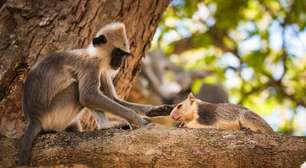 Macacos também têm animais de estimação: o mundo da amizade entre espécies