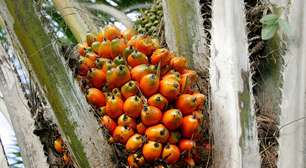 Natura amplia sistemas agroflorestais de dendê na Amazônia