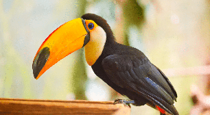 Tucanos: 7 curiosidades sobre essas aves coloridas