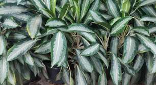 Plantas de Proteção: Beleza, Significados e Como Cuidar