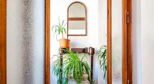 3 plantas para transformar corredores com pouca luz