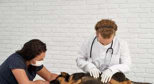 Você tem algum deles? 9 raças de cães que pedem atenção redobrada com a saúde