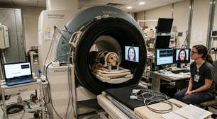 Cães distinguem medo e tristeza em humanos, revela estudo em 2026