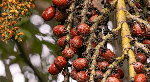 Buriti: descubra os benefícios do fruto e como incluí-lo na alimentação