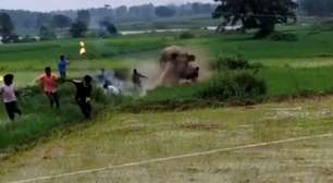 Elefante avança contra moradores após ser alvo de rojões na Índia