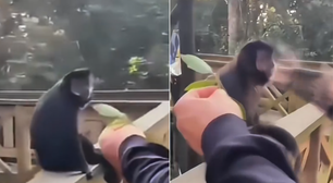 Macaco-prego é filmado sendo agredido por visitante dentro de parque ecológico em SC