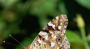 Espécie de borboleta consegue voar milhares de quilômetros sem pousar