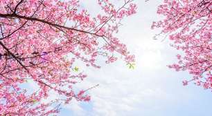 Cerejeira ornamental: veja como cultivar a árvore que simboliza a primavera no Japão