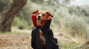 Saga Crepúsculo: veja 10 nomes para cachorro inspirados nos personagens