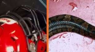 Vídeo: Cobra venenosa se esconde dentro de capacete enquanto jogador treina sem percebê-la