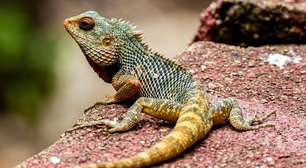 O que significa sonhar com lagarto? Terapeuta explica a mensagem do subconsciente