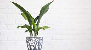 Aspidistra: conheça a planta resistente que vive bem dentro de casa