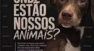 Mais de 20 cães desaparecem de lar temporário no Grande Recife, denunciam protetores