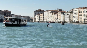 Golfinho é avistado no Grande Canal de Veneza e surpreende turistas
