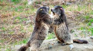 Calor nos Alpes italianos faz marmotas diminuírem 'brincadeiras'