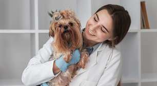 Quando procurar um especialista para o pet? Conheça os sinais
