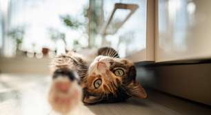 Os gatos estão ficando mais mansos? Ou são as pessoas que estão mudando?