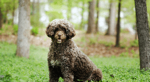 Cachorros portugueses: 5 raças originárias de Portugal