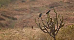 COP17 da Desertificação chega à Mongólia