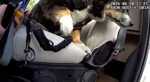 Cachorro é resgatado de van fechada com sinais de insolação nos EUA