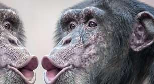 Por que os macacos nunca poderão falar como os humanos: uma questão de narizes
