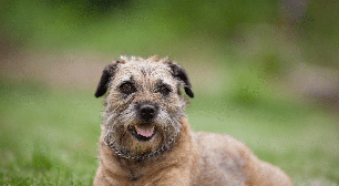 Border terrier: uma raça de cachorro que se destaca pela coragem e alegria
