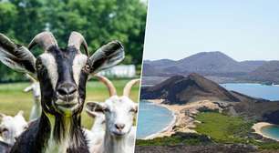 Ilhas Galápagos tinham um problema com 140 mil cabras invasoras e resolveram isso de forma inusitada: enviando mais 700 cabras