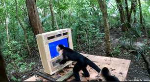 Macacos interagem com IA em estudo sobre cognição