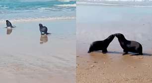 Lobos-marinhos se reencontram e dão 'beijinho' após soltura em Florianópolis