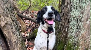 Cão desaparecido nos EUA é reencontrado pelo Facebook oito meses depois