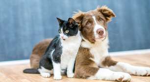 É possível benzer animais de estimação? Entenda