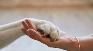 Como homenagear um animal de estimação que já partiu?